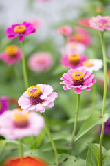 Fototapeta premium Zinnias up close