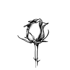 Love, Flower, Rose, black pencil drawing, hand drawn illustration, transparent PNG