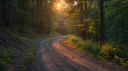 Obraz premium Sunlit Path Through a Forest