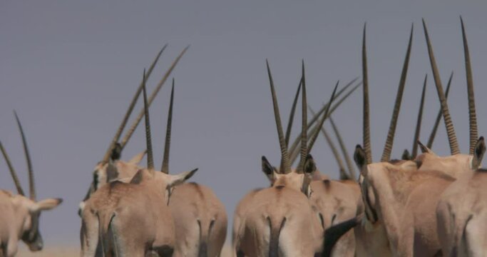 Close up pan shot of East African oryxe's (Oryx beisa) backs as they walk off while keeping high alert during the morning in Kenya.