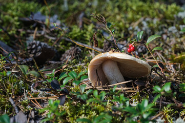 Forest glade with mushroom, foxes, moss and a sprig of lingonberries. Copy space, selective focus