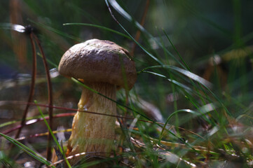An old mushroom close-up in the forest among twigs and grass on a sunny day. Selective focus with shallow depth of field