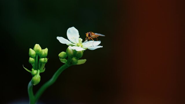Yellow hoverfly video: Venus flytrap's white flower close-up. Nectar feeding and pollen coverage in focus. Isolated with room for text.