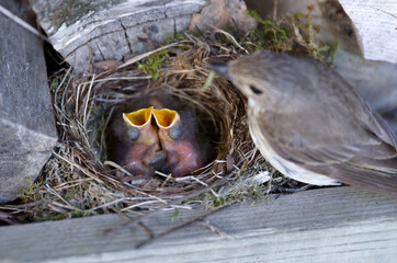 Spotted flycatcher feeding her two hungry hatchlings in the nest box.