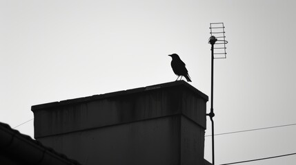 Majestic Bird Perched on Rooftop Antenna with Urban Skyline Background