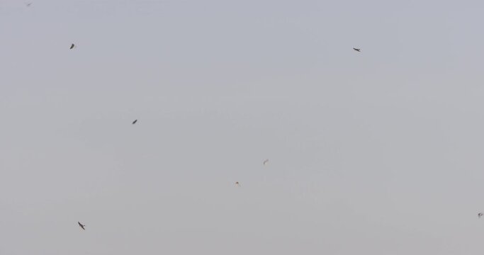 Extreme wide pan shot of barn swallows (Hirundo rustica) flying during sunrise in Kenya.