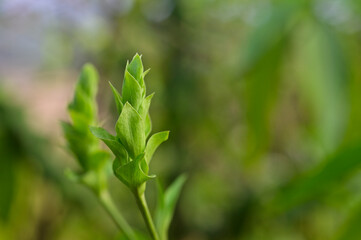 Obraz premium Green flower buds in the wild, India.