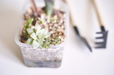 In a cozy home, a hand tends to a young echeveria in a decorative pot, brightening the room with greenery. Modern interior meets nature in this indoor garden oasis