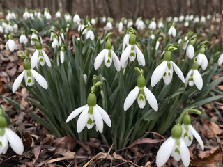 Snowdrops in Early Spring