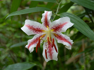 Obraz premium 赤い筋のあるヤマユリ