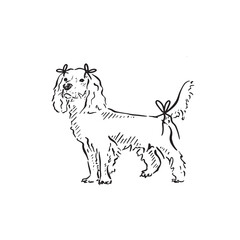 Line drawn illustration of a cocker spaniel with bows tied to ears and tail, ready for a party. Drawn by hand in a sketch style.