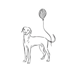 A black and white line drawn vizsla dog / Hungarian pointer with a balloon tied to its tail. Perfect for a birthday card or invitation.  