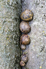 lentamente ferme in fila