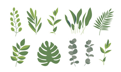 A collection of various ornamental plants, mainly greenery