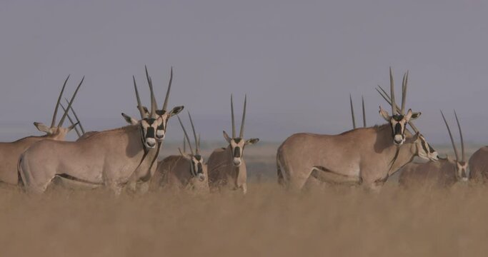 Wide shot of East African oryxes (Oryx beisa) looking towards the camera before walking off to the grasslands during the evening in Kenya.