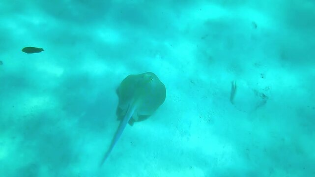 Spotted stingray swimming over Red,Caribbean seabed underwater.Cowtail southern Weralli Stingray (Pastinachus sephen) feed,searching for food in tropical waters.