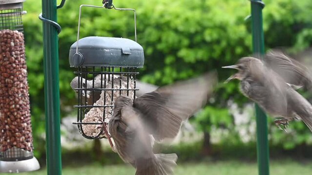 Immature Starlings (Sturnus vulgaris) fighting over a suet block in a garden bird feeder. June, Kent, UK [Slow motion x4]