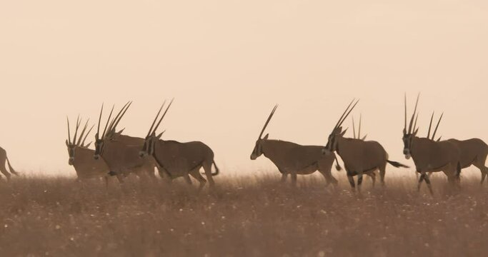 Wide pan shot of a herd of East African oryxes (Oryx beisa) galloping through the grasslands during sunset in Kenya.