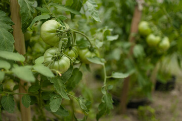 Closeup of cluster of ripe red plum tomatoes in green foliage on bush. Growing of vegetables in greenhouse. High quality FullHD footage. High quality 