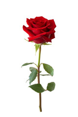 Fototapeta premium Dark Red rose flower. Beautiful single red flower isolated.