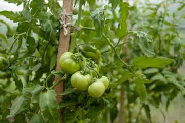 Closeup of cluster of ripe red plum tomatoes in green foliage on bush. Growing of vegetables in greenhouse. High quality FullHD footage. High quality 