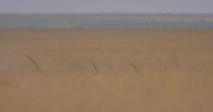 Extreme wide shot of a herd of East African oryxes (Oryx beisa) sprinting through tall grass during the evening in Kenya