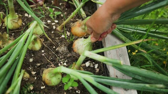Female farmer harvesting with hands raw fresh onion from soil ground on bio field on ecological agricultural farm land plantation at onion field. Golden onion plant growing on the vegetable. High