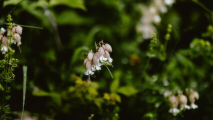butterfly on a flower