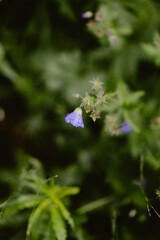 butterfly on a flower