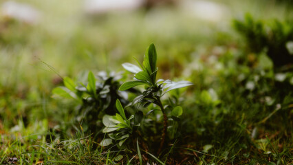 grass in the wind