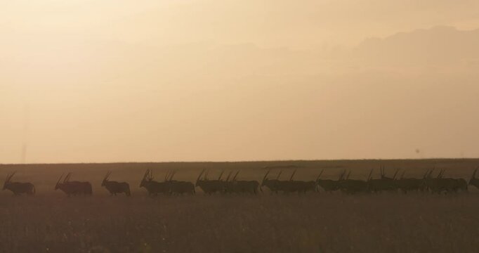 Extreme wide silhouette shot of East African oryxes (Oryx beisa) walking the savannah during sunset in Kenya