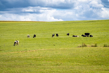 Kühe auf der grünen Weide bei blauem Himmel mit Wolken