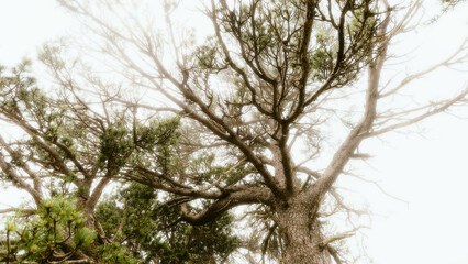 tree in the forest
