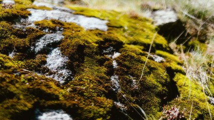 moss on the rock