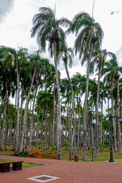 Trees in the Palm garden in Paramaribo, Suriname
