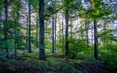 Obraz premium View in the forest in the Harz region, Germany 