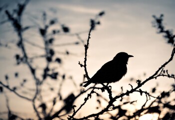 bird yellow silhouette raven tree black shark red leaf rapacity