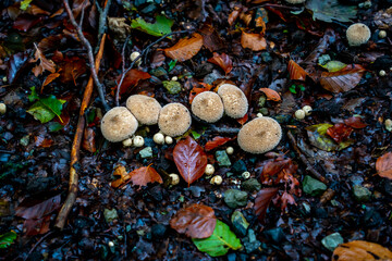 Close up of Common puffball fungus (Lycoperdon perlatum)
