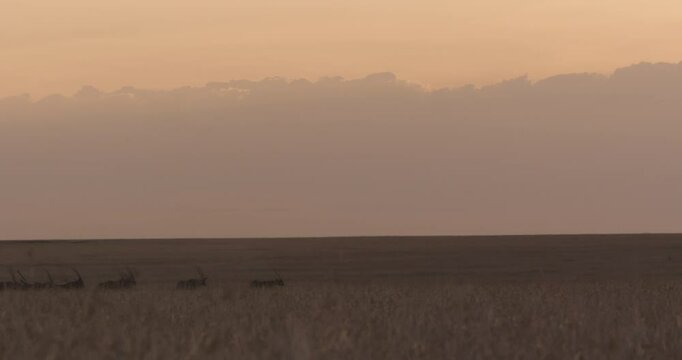 Extreme wide pan shot of a herd of East African oryxes (Oryx beisa) racing into the savannah on a cloudy evening in Kenya.