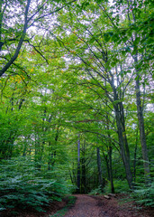 Fototapeta premium View in the forest in the Harz region, Germany 
