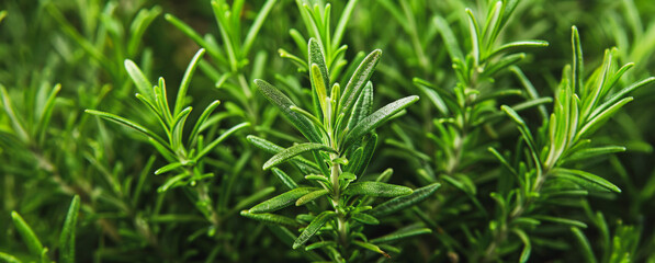 Close up of fresh rosemary plant in the garden
