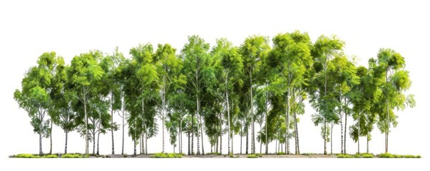 Birch Trees Grove in Summer