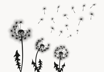 Dandelion seeds blowing in the wind silhouette background