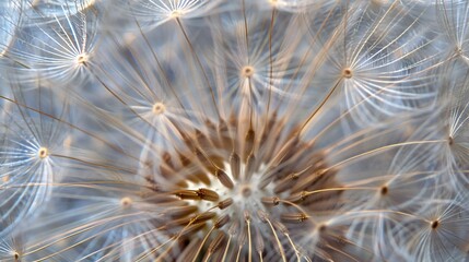 Close-Up of a Dandelion's Delicate Seeds