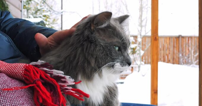 Owner cuddling gray cat on porch, snowy background. Cat wrapped in warm blanket, embracing winter day. Peaceful interaction showcases love and comfort of having a domestic animal during winter.