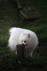 White dog in the forest