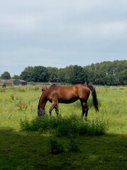 Obraz premium Horse eating the grass in a field