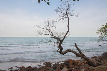Dead tree on shore near ocean.