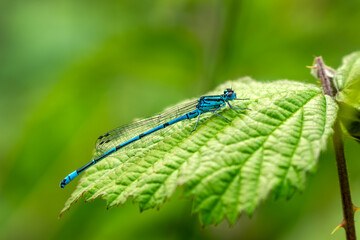 Azure damselfly (Coenagrion puella) male a common flying blue female insect species similar to a dragonfly resting on a leaf, stock photo nature image