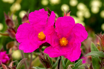 Obraz premium Cistus pulverulentus 'Sunset', a summer flowering evergreen shrub plant with a cerise red pink summertime flower commonly known as rock rose, stock photo gardening image